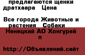 предлагаются щенки дратхаара › Цена ­ 20 000 - Все города Животные и растения » Собаки   . Ненецкий АО,Хонгурей п.